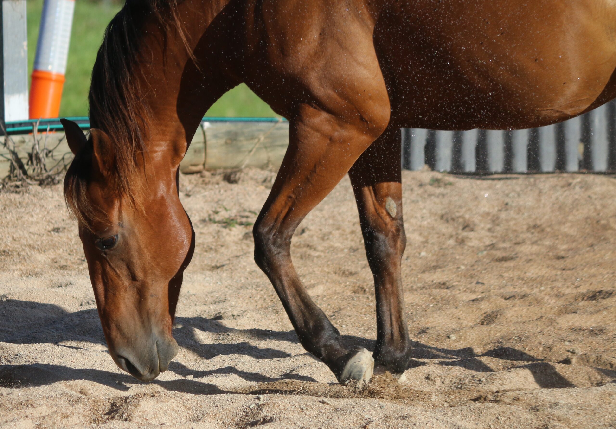 Disability Horses - Badger