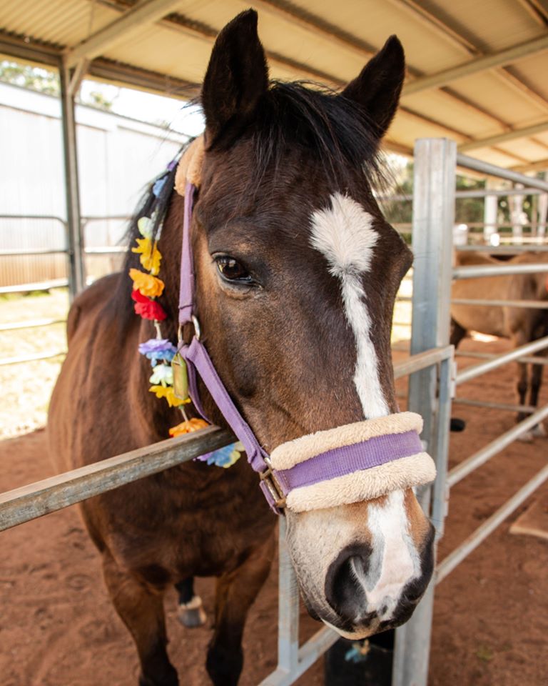 About Riding for the Disabled - Horses to ride in Ballina