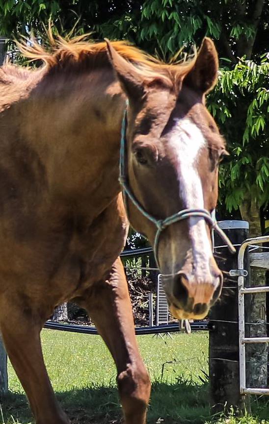 Horse Riding with a Disability Ballina