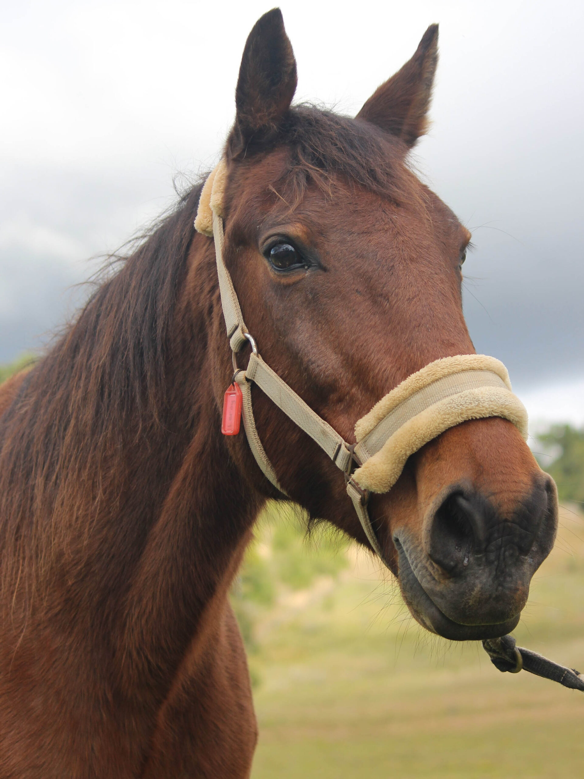 Riding for the Disabled Ballina - Leroy