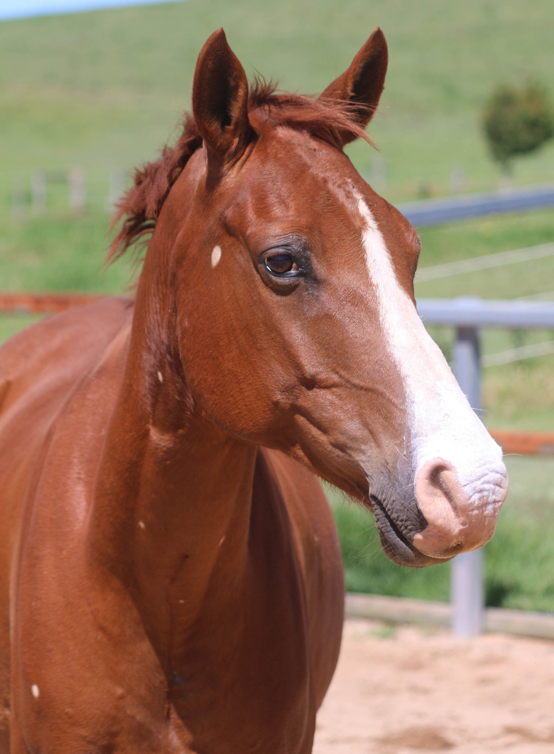 Ned-Riding with a disability Ballina