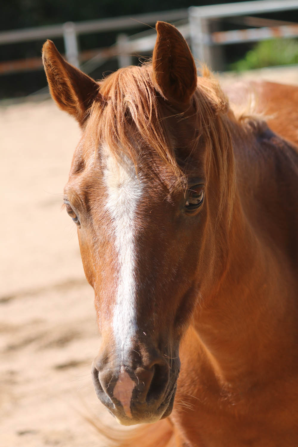 Riding horses for disabilities Ballina and District